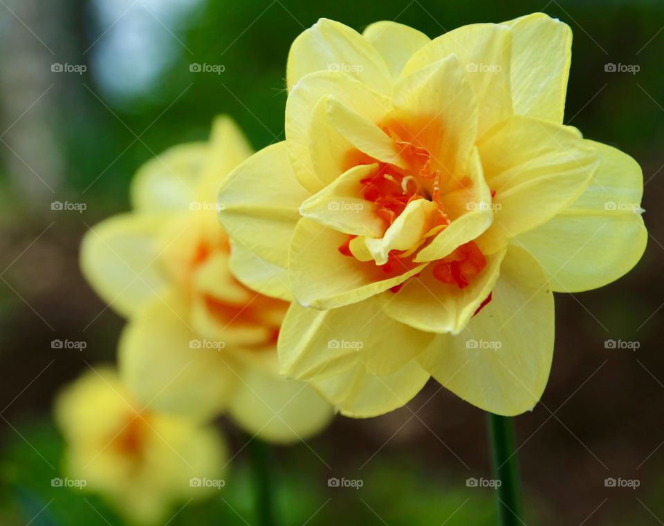 Spring flowers