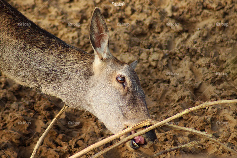 The Deer