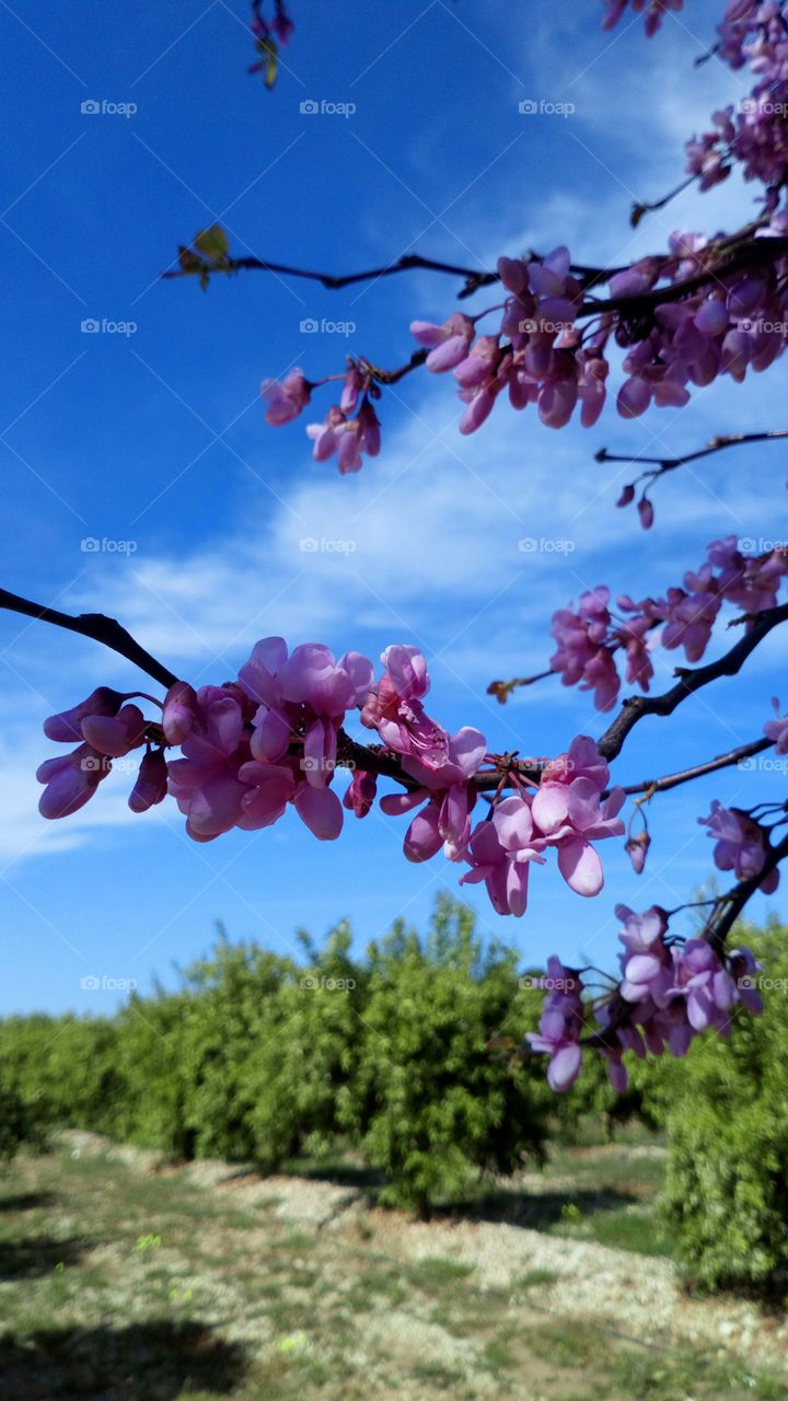 Cielo flor árbol naturaleza