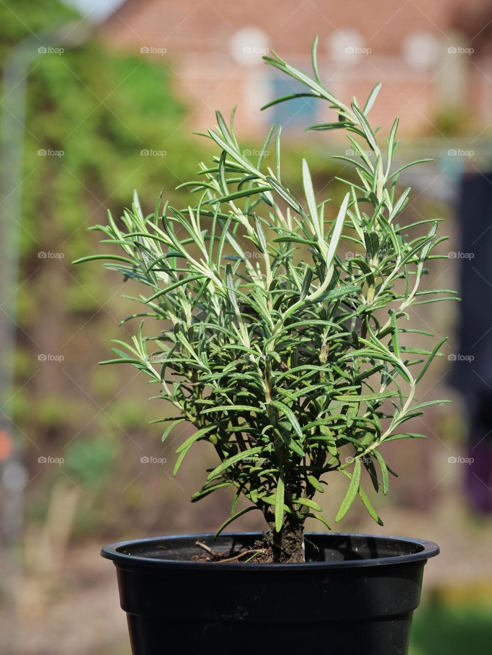 Rosemary plant