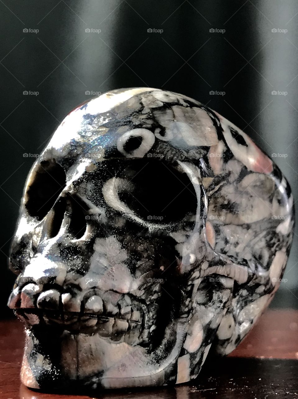 Crinoid fossil skull
