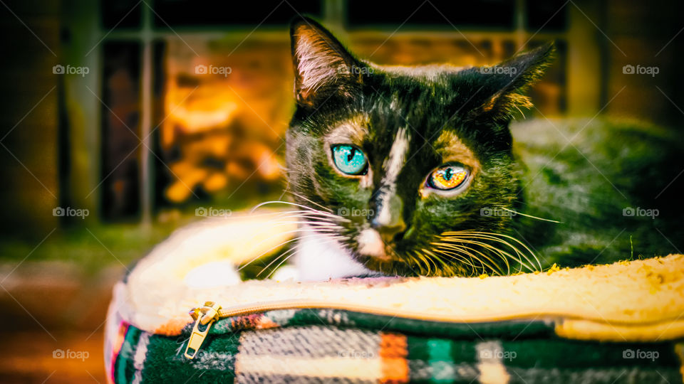 cat with different colored eye in front of fireplace on cushion