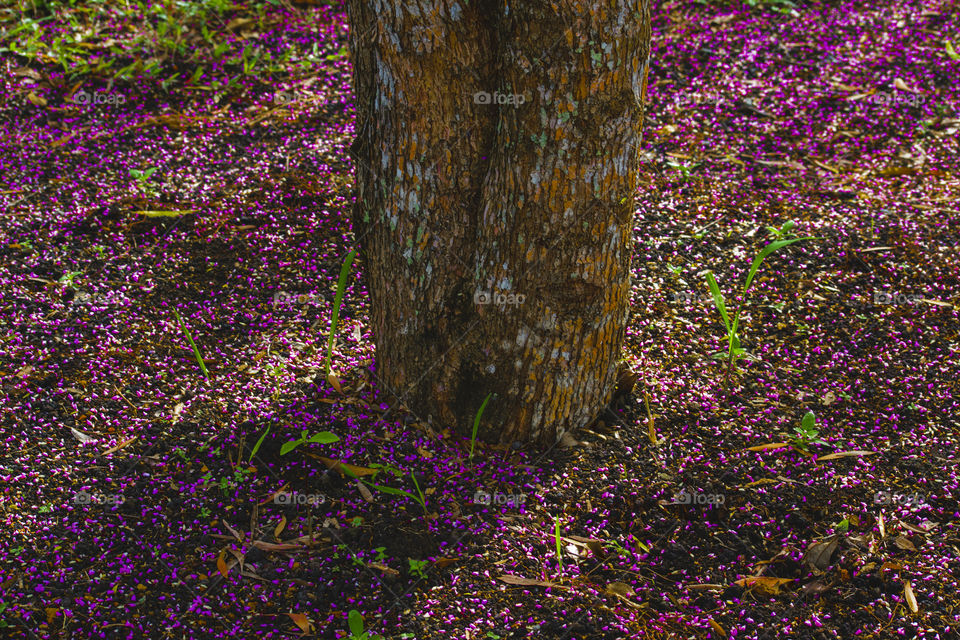 Flowers fall on the ground