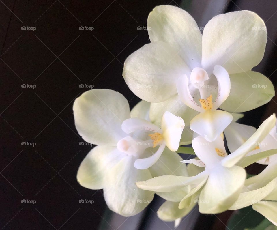 Orchids 
