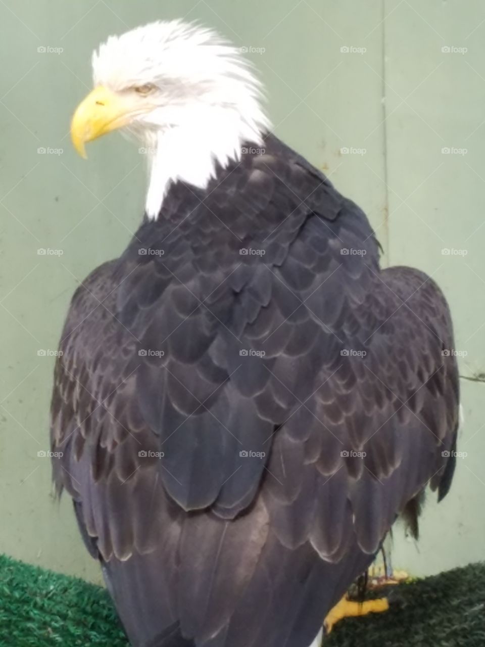 Bald eagle