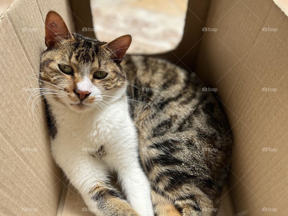 A lazy cat in its box