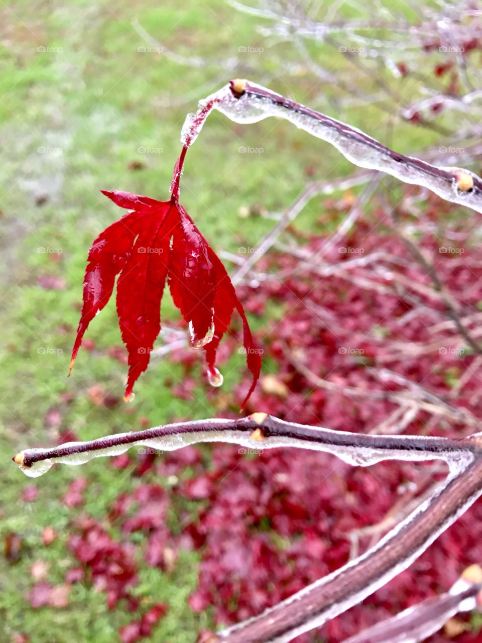 Red leaf hanging from a frozen bush