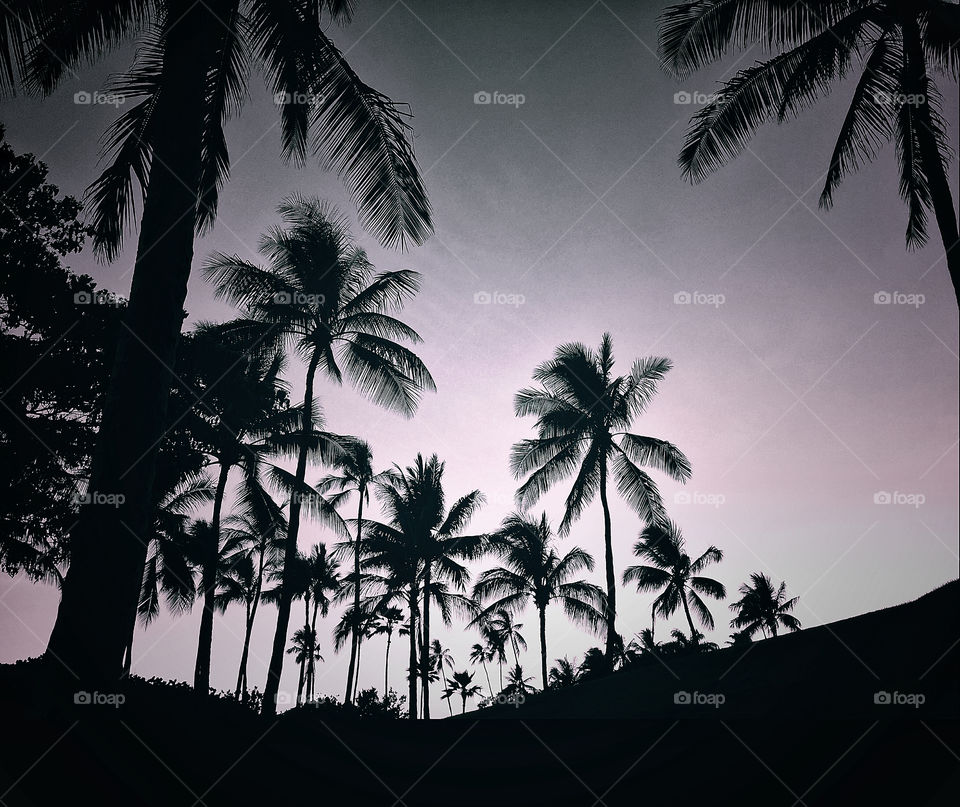 Coconut Palm trees in black and white silhouetted against a gray sky