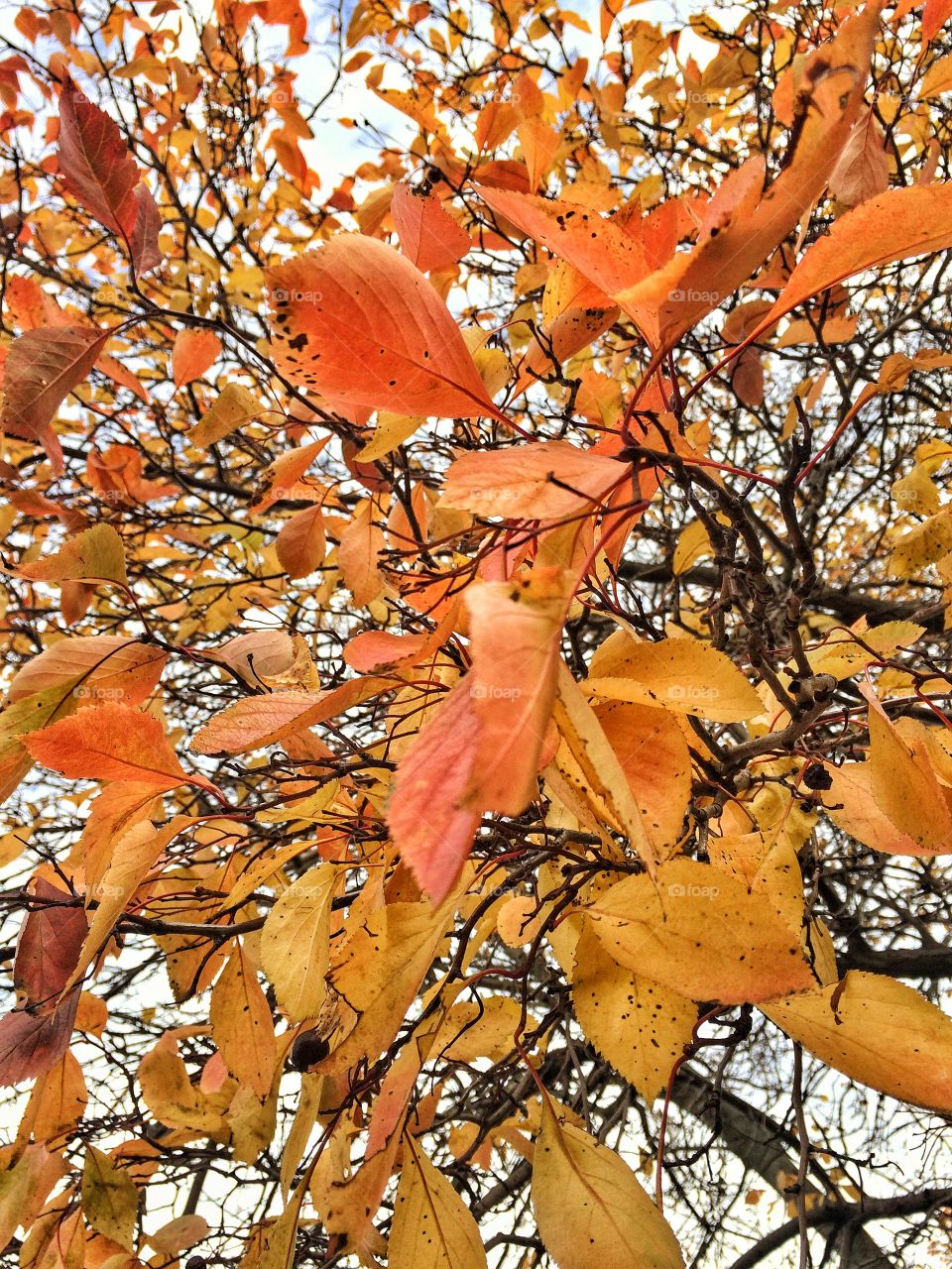 Dance of leaves