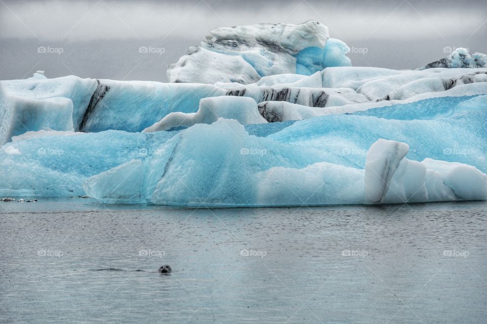 Seal at Sea, Iceland