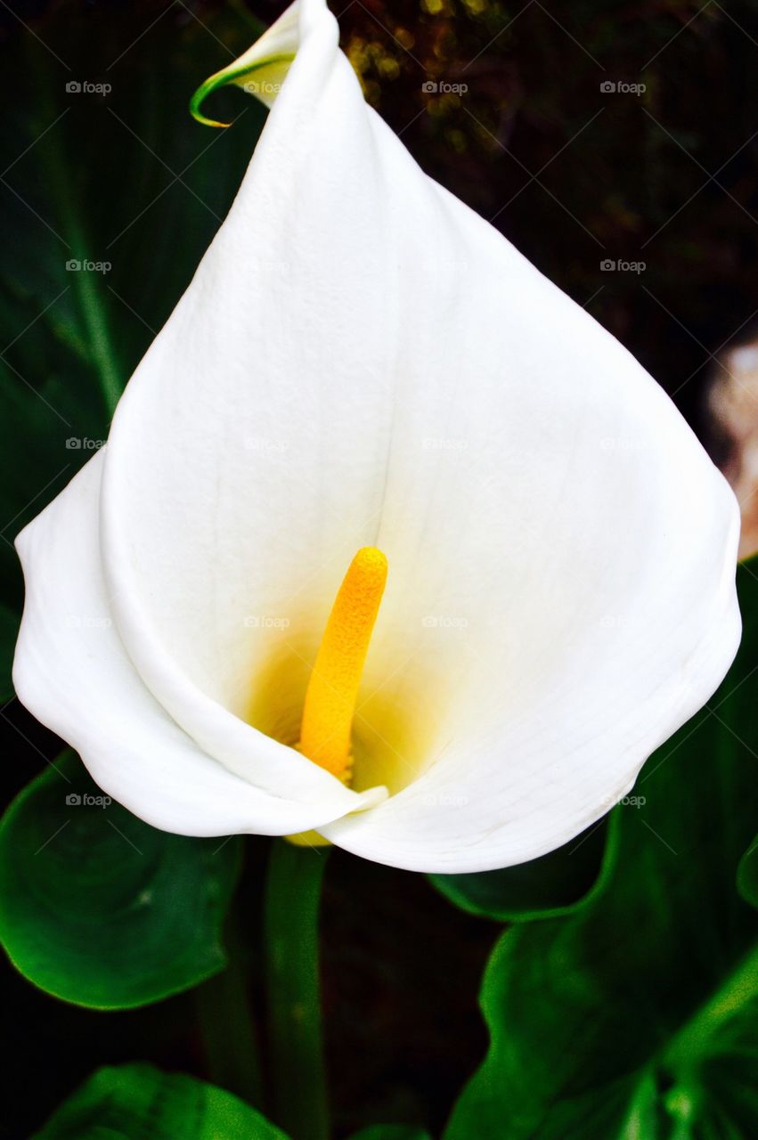 Close-up of a white flower