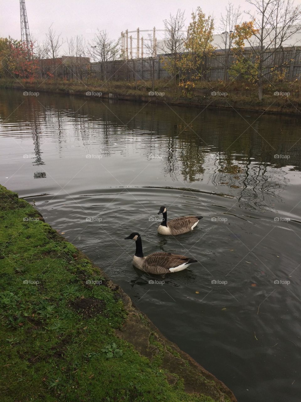 Geese  in Manchester canal 