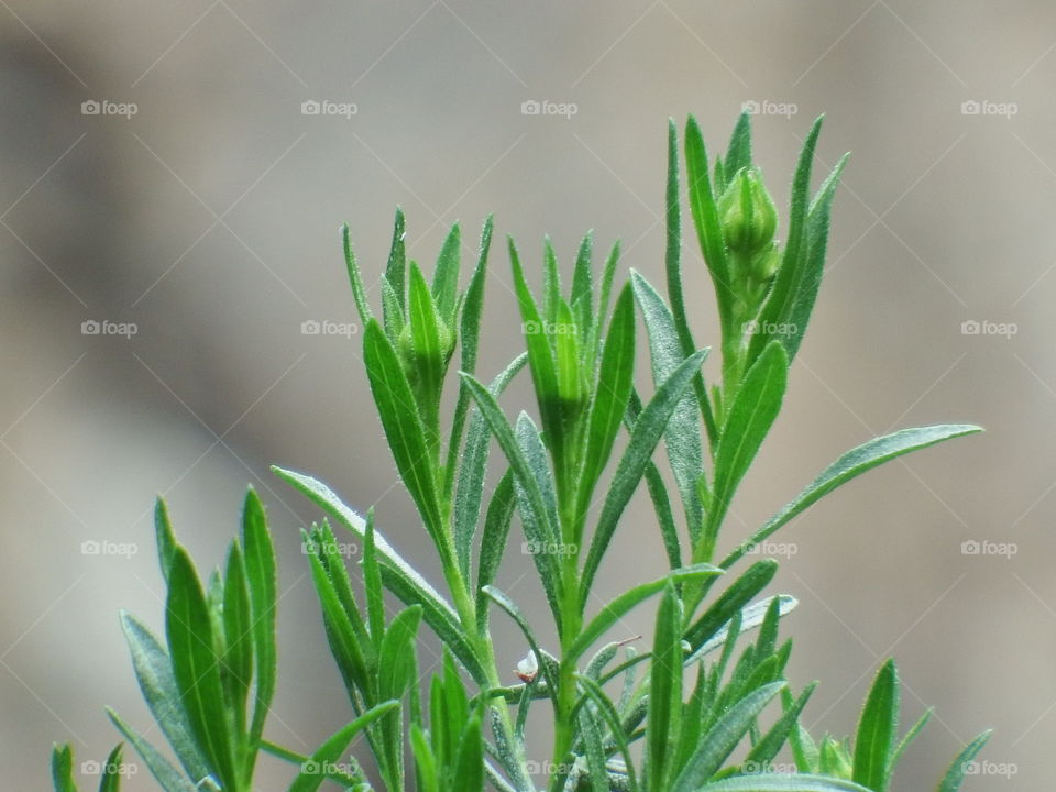 Green buds against blurred background.