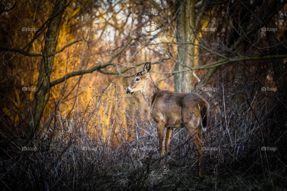 Deer in autumn forest