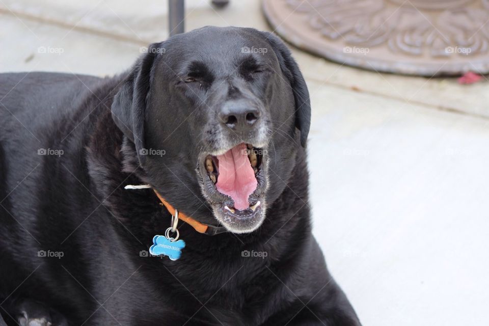 Yawning Dog