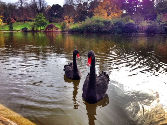The elegance of the black swans . Park Montsouris in Paris, France and black swans on the lake