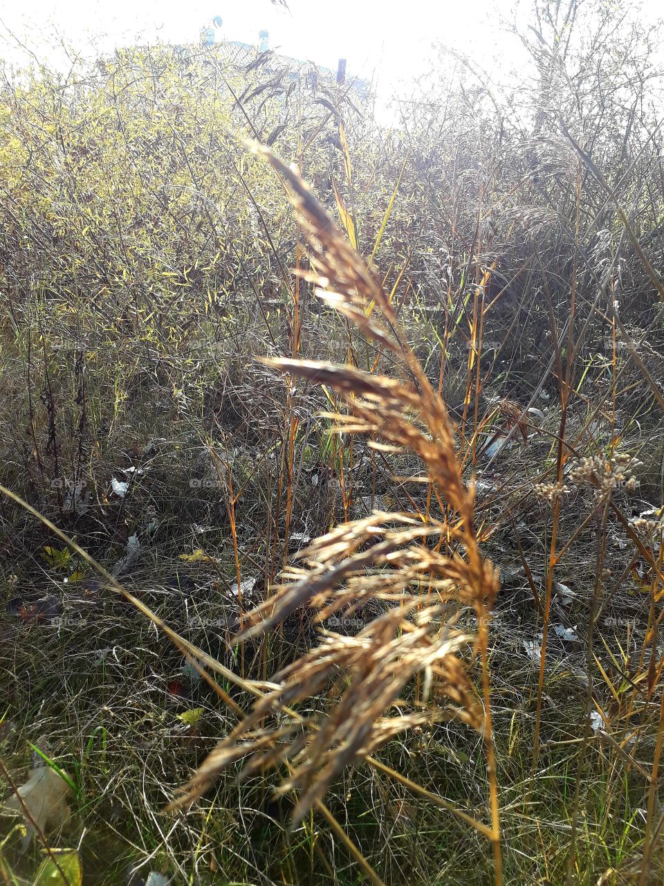 sunlit  reed ears at the edge of a meadow