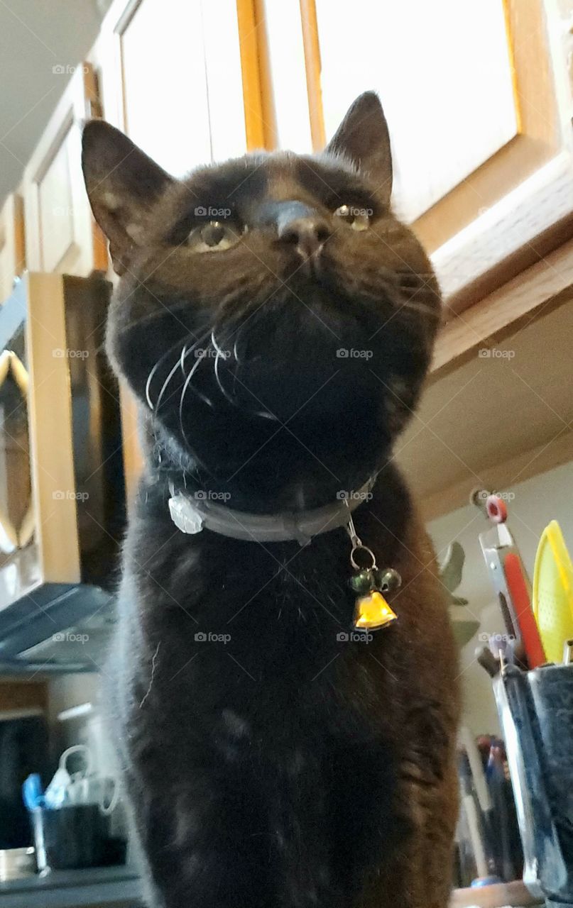Pet black cat sitting on kitchen counter looking up. Her bells and collar are seen. Whiskers lit by daytime window brightness.