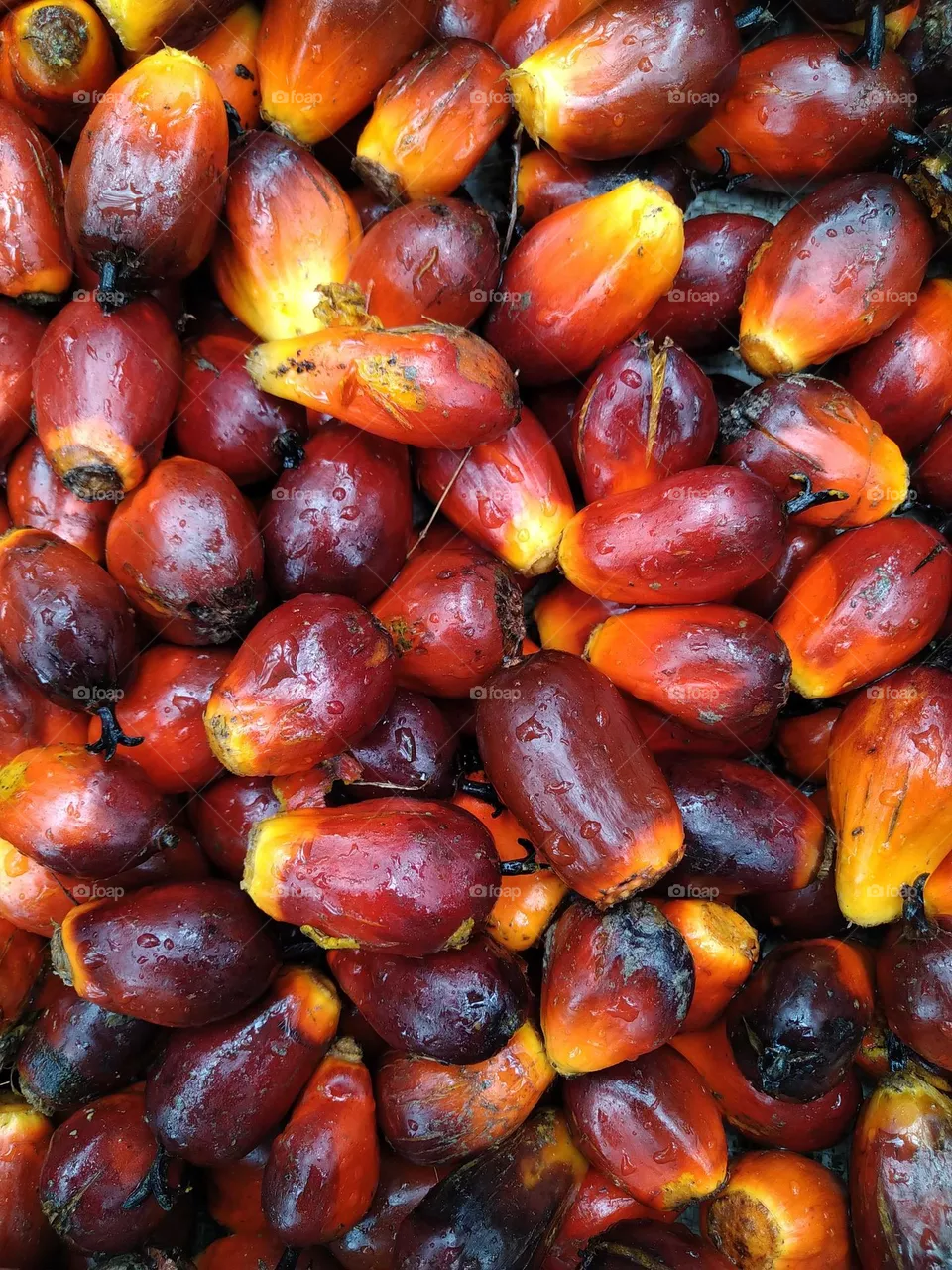 Amazing pile of palm fruits.