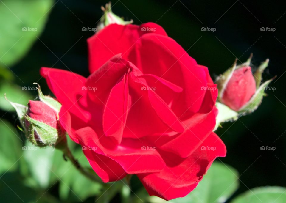 A lovely red rose in bloom with two buds in full sunlight 