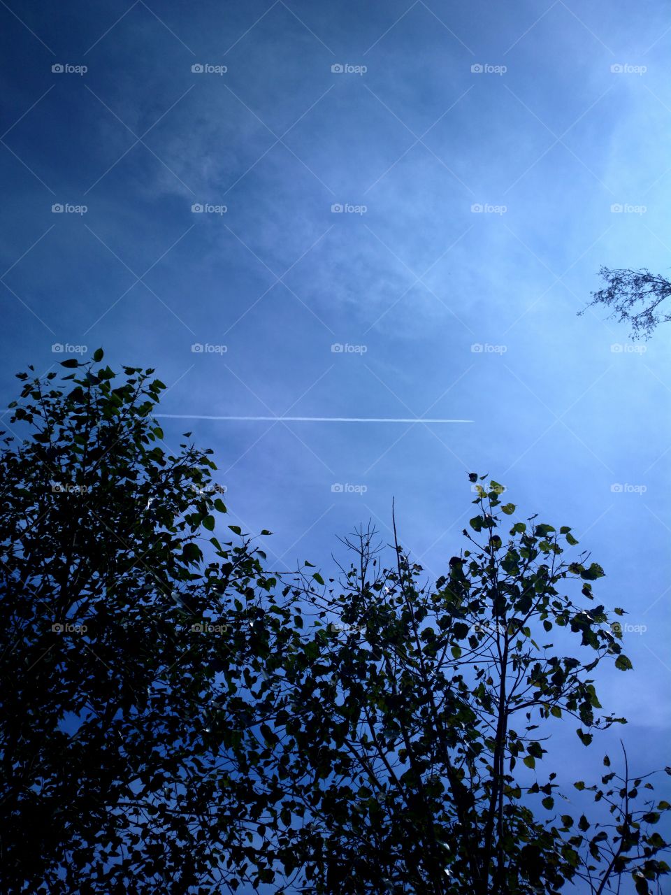 tree sakte and jetplane