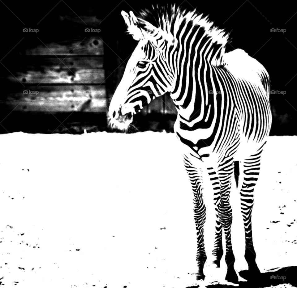 Grevy's Zebra 
