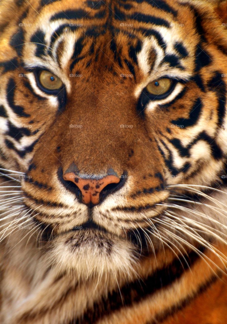 Tiger face
