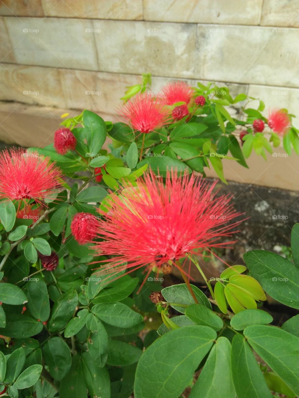 Calliandra and the bee