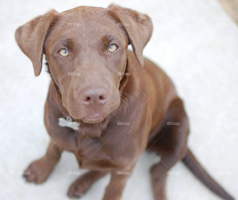Chocolate Labrador Retriever  . Chocolate Labrador Retriever  