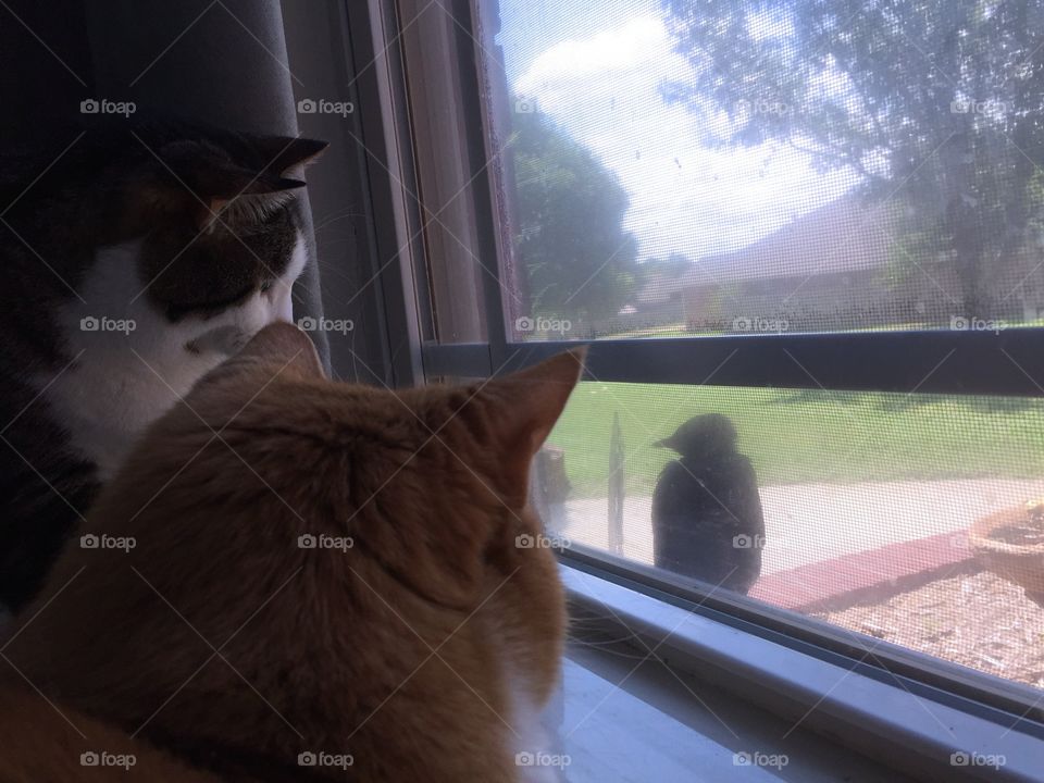 Bird in the window 