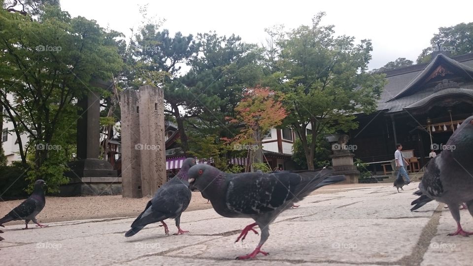 Close-up of pigeons near temple