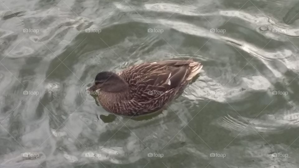 Females duck in the ditch