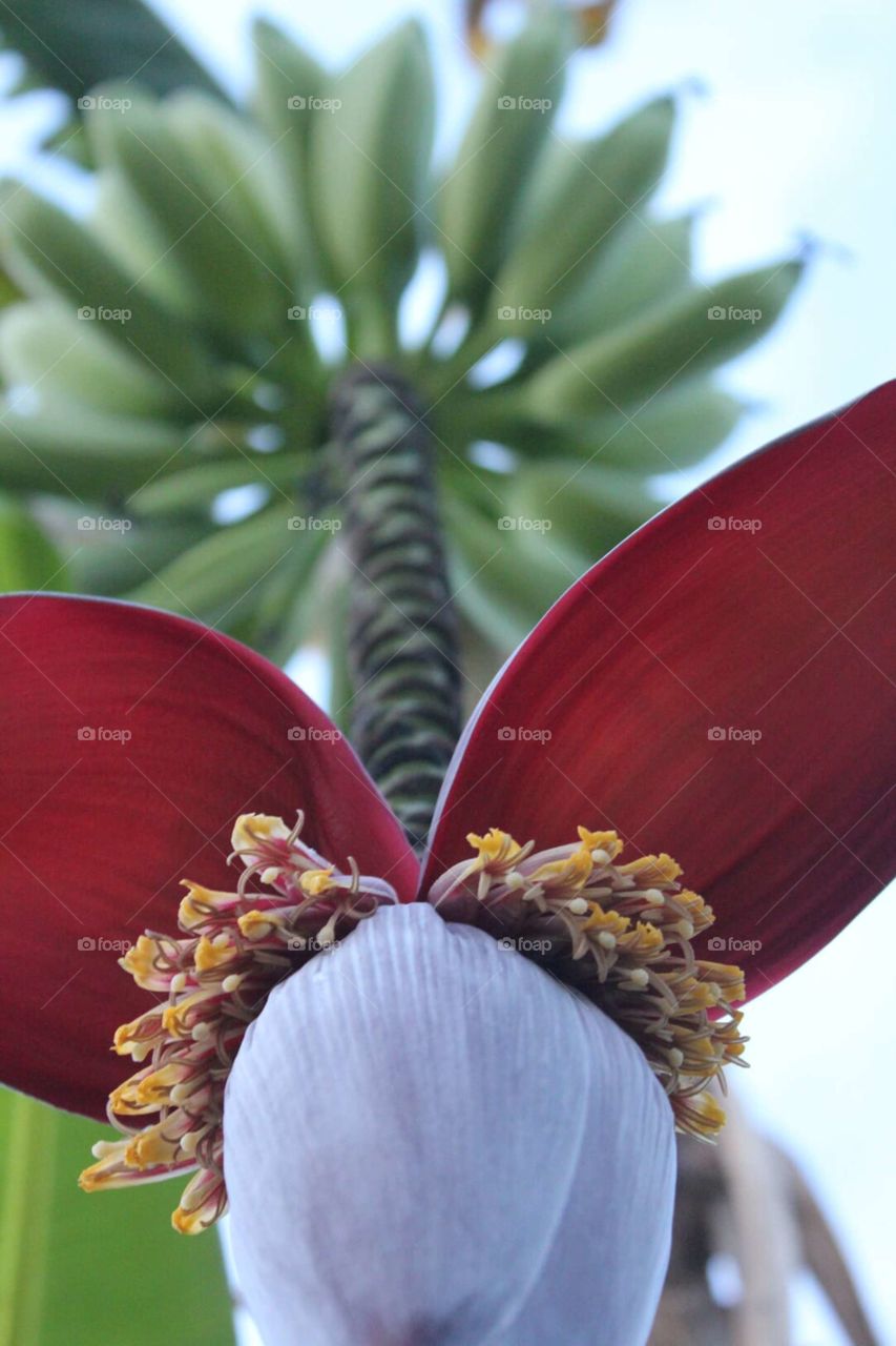 admiring the beauty of how bananas grow.