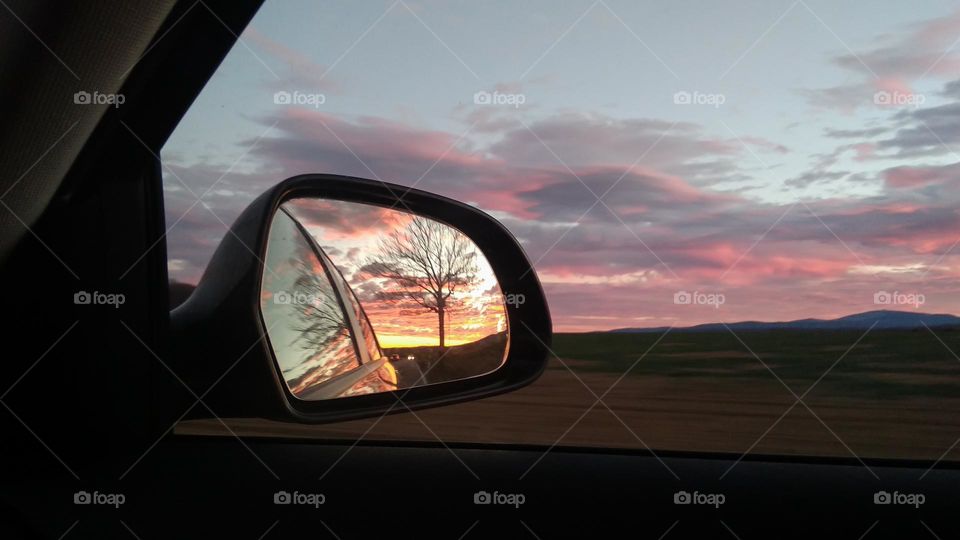 Reflections of a tree in a car mirror 