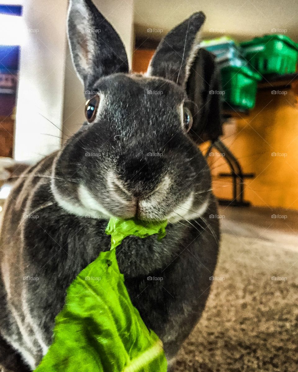 our cute Dwarf Rex rabbit