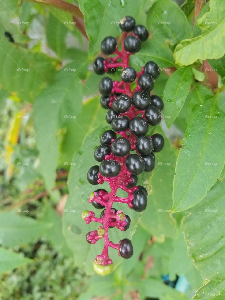 berries