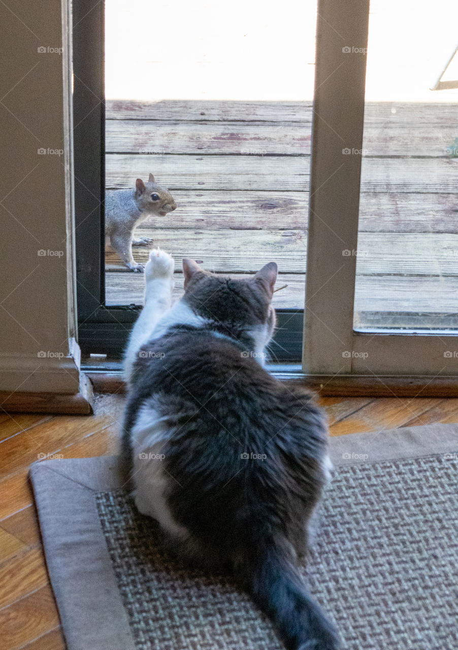 Cat Pawing at Squirrel