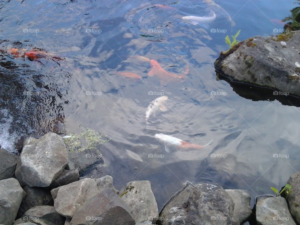 fish in pond