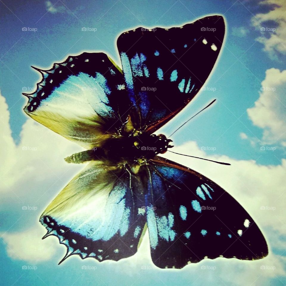 butterfly