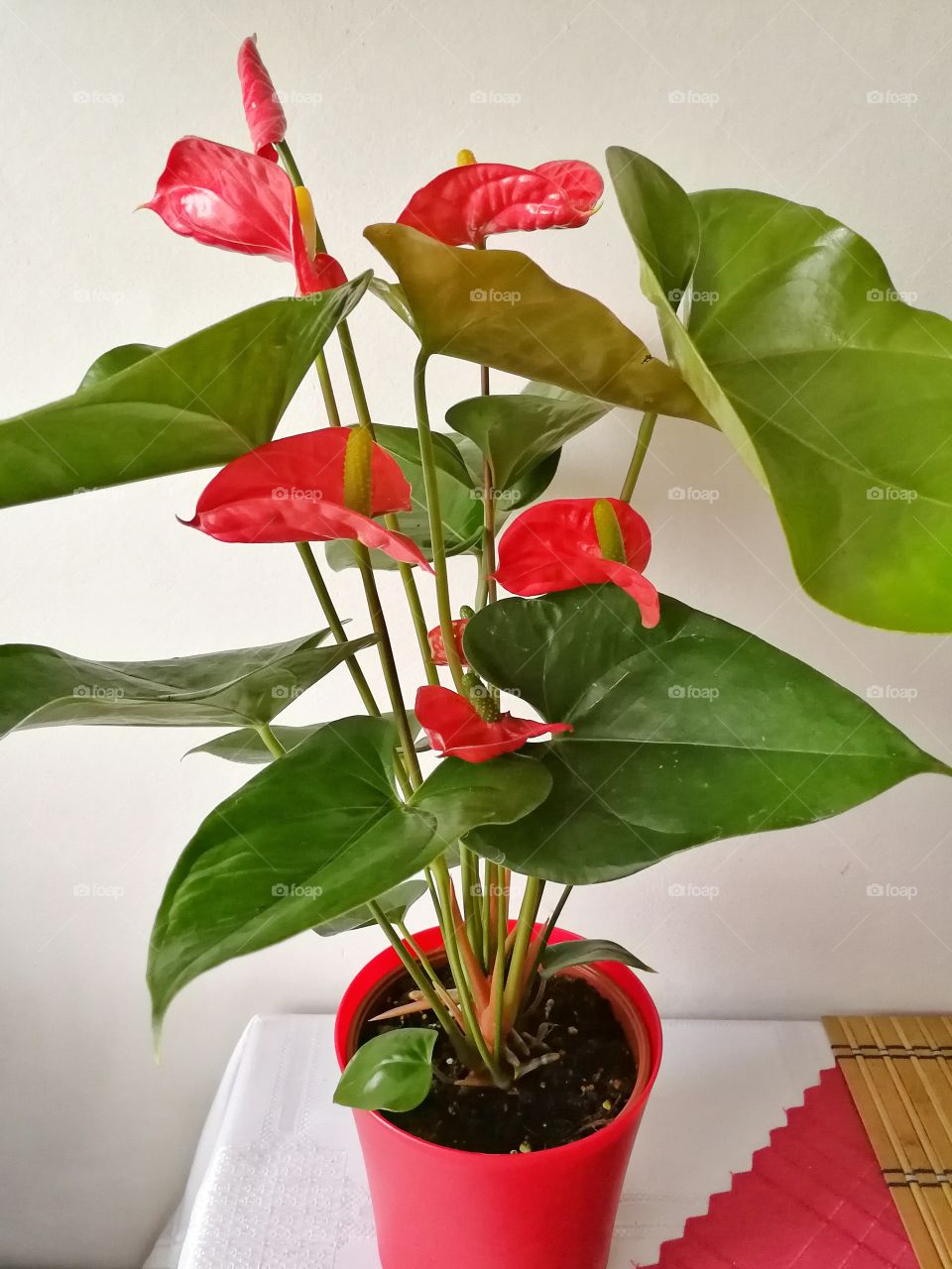 Anthurium