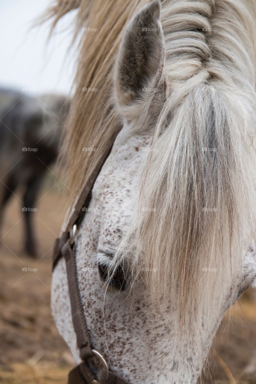 Majestic horses 