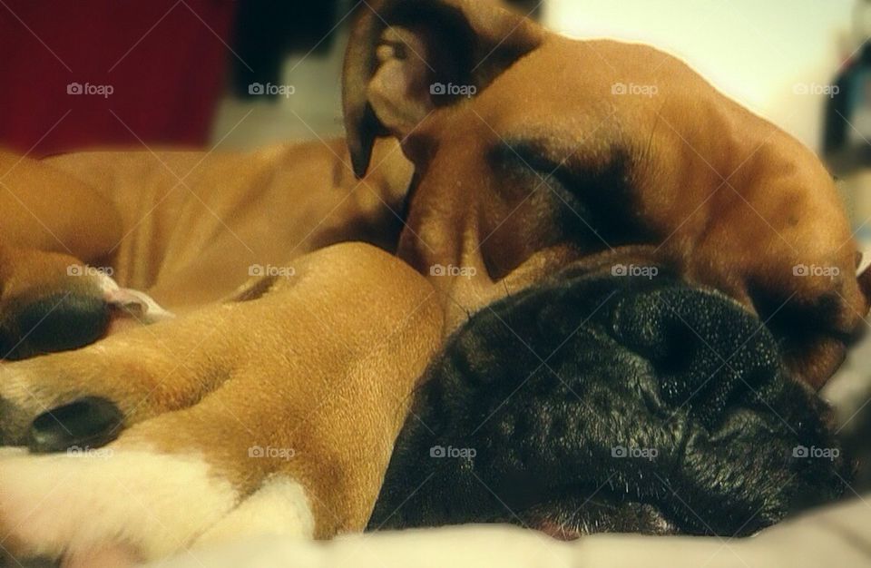 Sleeping boxer puppy