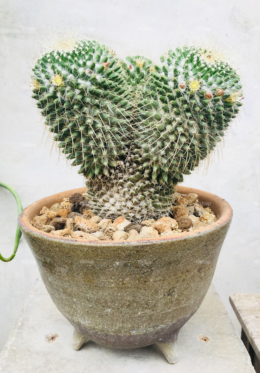 Cactus heart shape