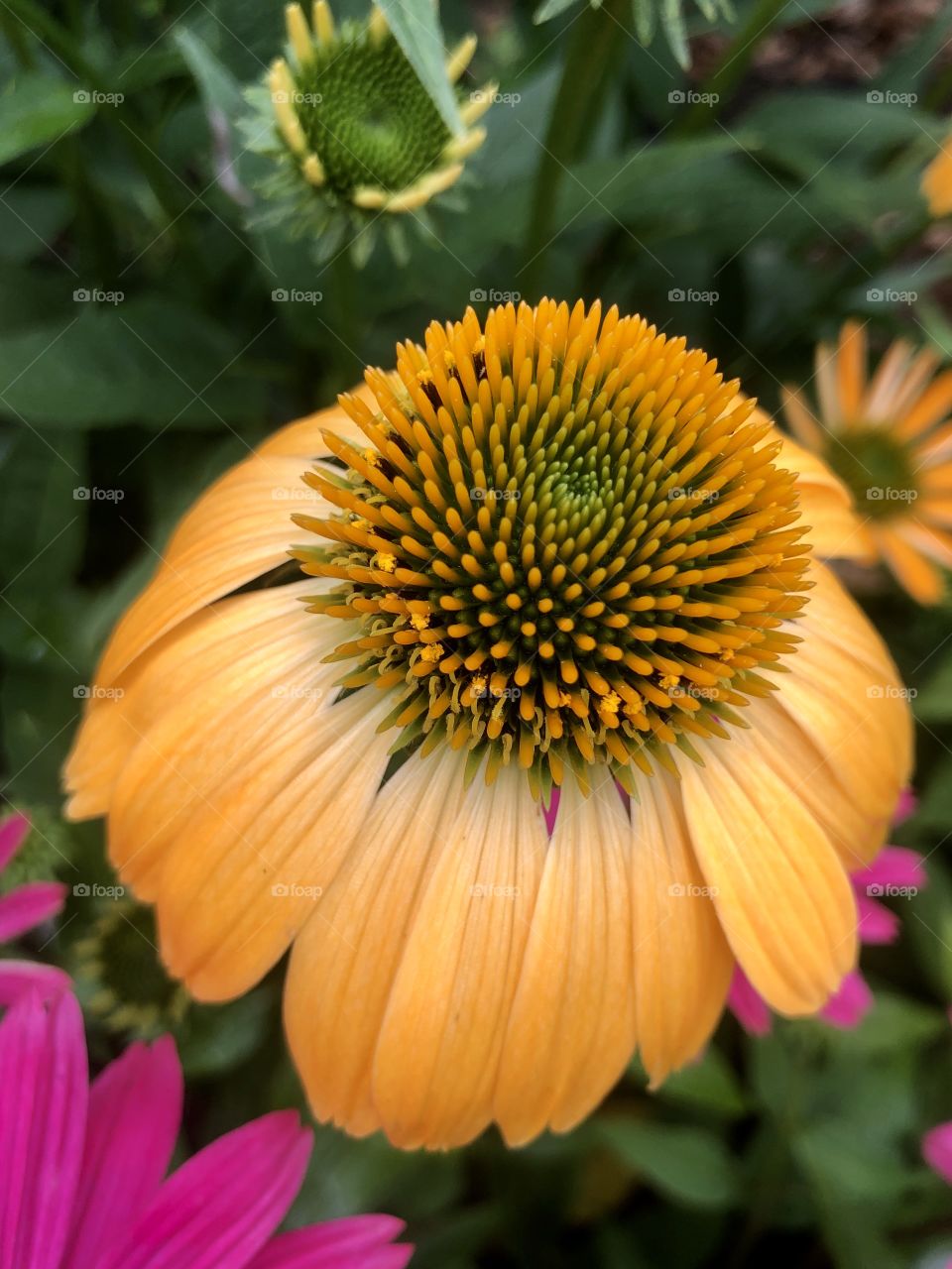 Closeup of coneflower 