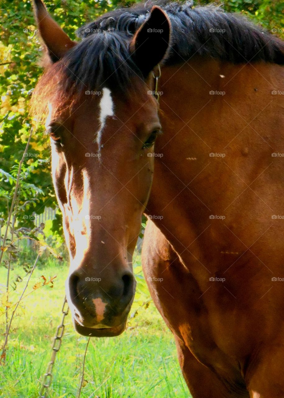 Animal, Farm, Mare, Horse, Cavalry