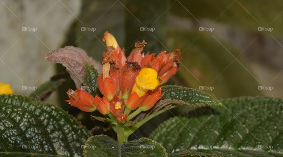 orange flower red leafs