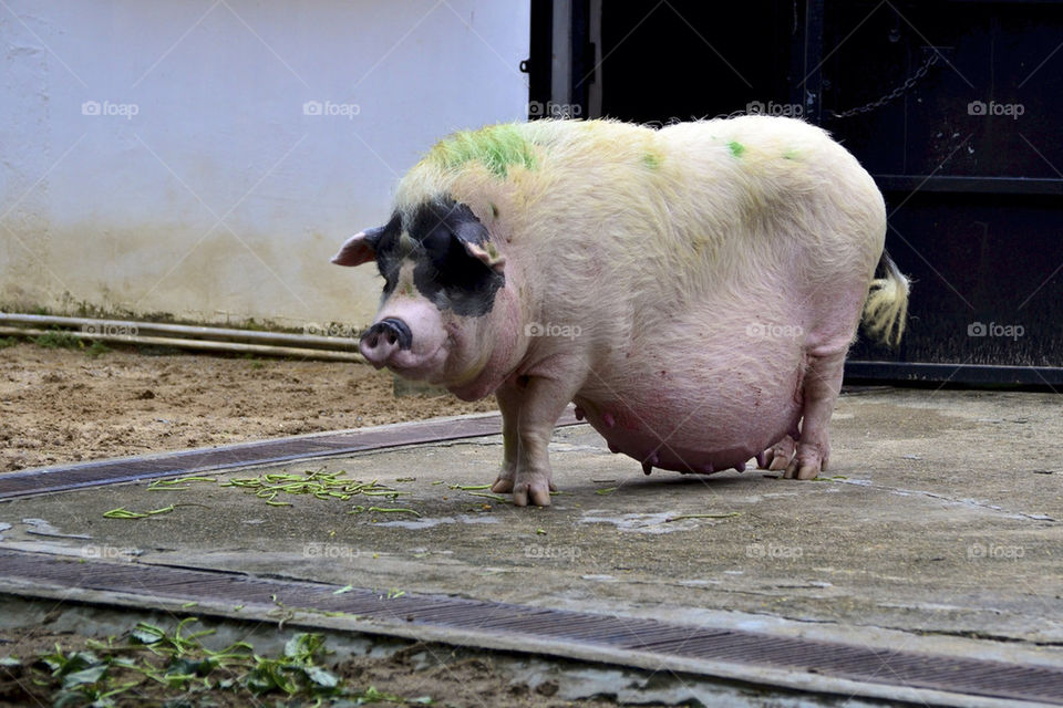 mother pregnant tummy big by hkjohan