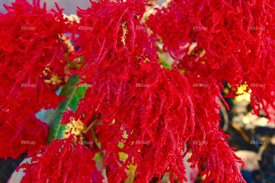 Red plant bushy 