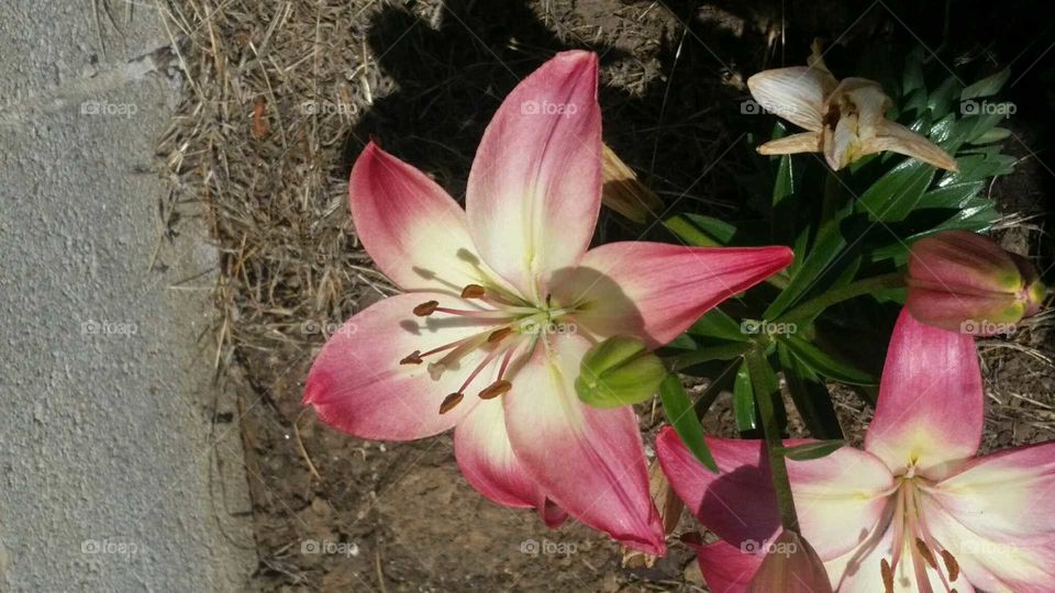 pink lily