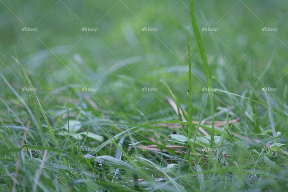 grass